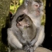monkey_macaque_balinese_mf_ubud_v_0638_bal0644.jpg
